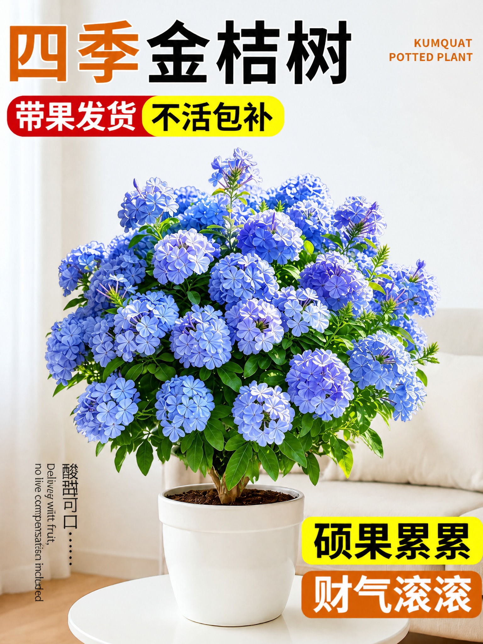 将图中的金桔树盆栽替换为蓝雪花盆栽，蓝雪花盆栽的外观参考第二张… - 图片创意预览