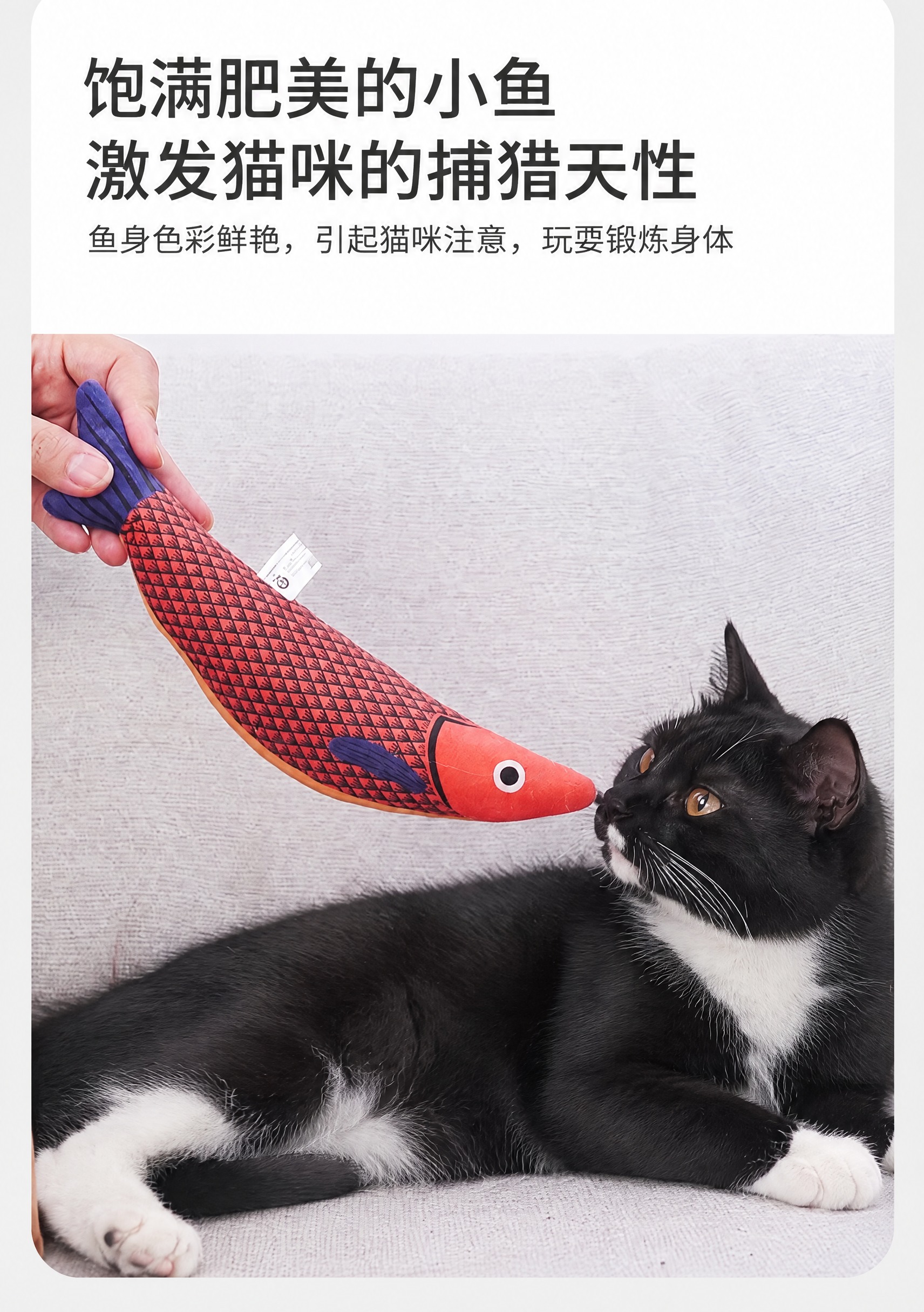将图中的橘白猫咪替换为黑白奶牛猫gogo（黑色毛发，胸口和四只… - 图片创意预览