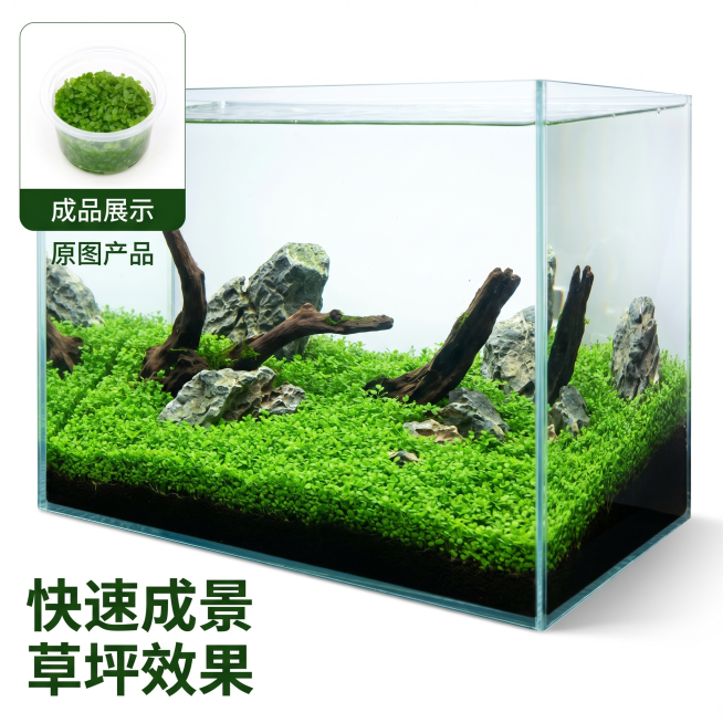 [主图 4] 爬地矮珍珠完成造景效果展示图。[氛围风格] 自然清新造景场景，真实鱼缸造景效果；[画质] 商业摄影质感，光线通透清晰，画面干净高级。[元素] 展示爬地矮珍珠在鱼缸中铺成草坪的造景成品效果预览效果