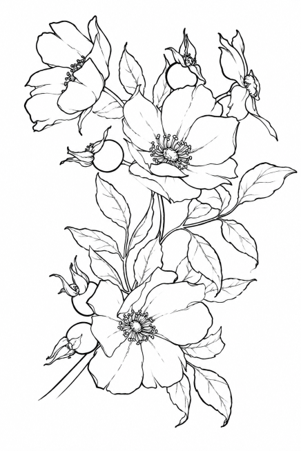 增强这张山茶花线描图的线条感，让轮廓和细节线条更清晰突出，保持原有构图和黑白线稿风格预览效果