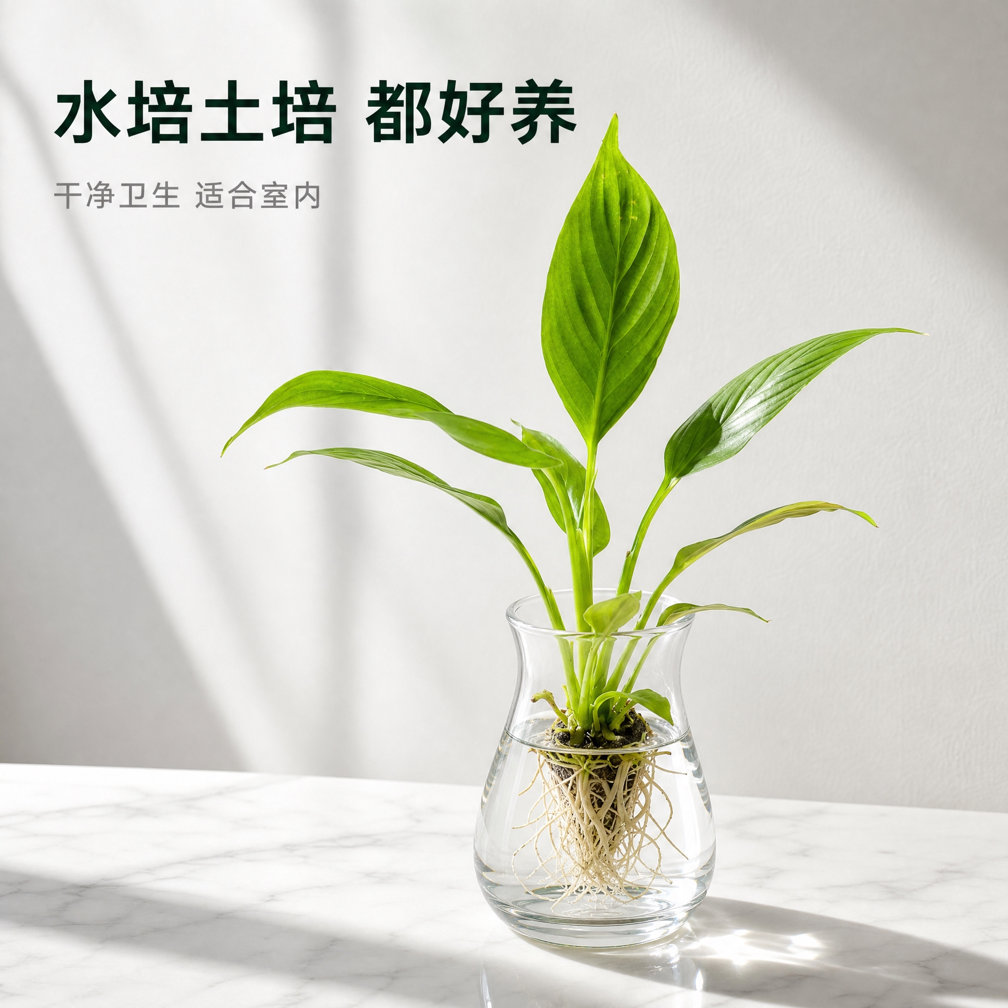 [主图-4] 水培场景展示图，极简白色台面，美酒白掌水培种植效… - 图片创意预览
