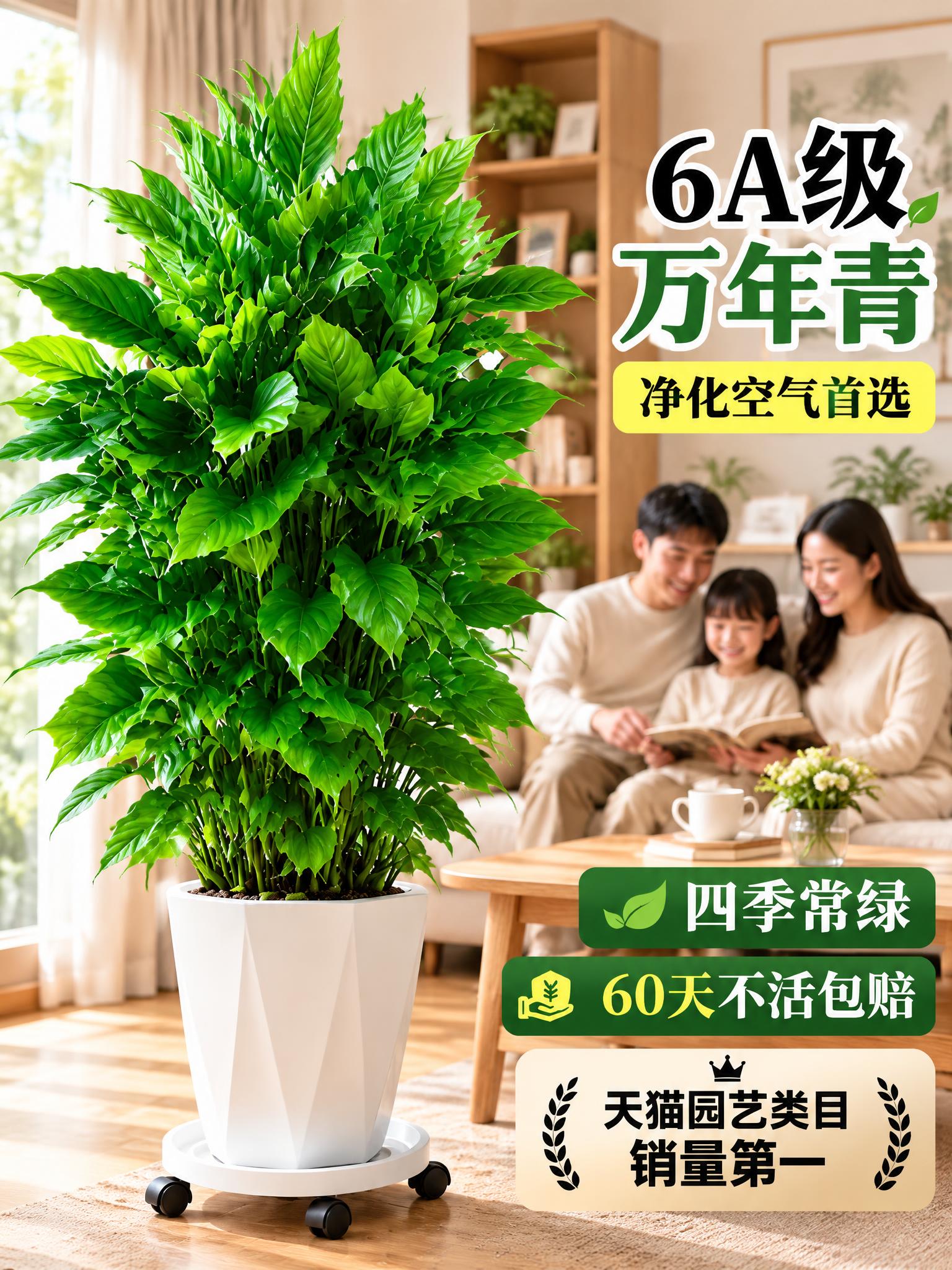 淘宝天猫电商主图，3:4竖版，6A级万年青大型绿植盆栽，白色菱… - 图片创意预览