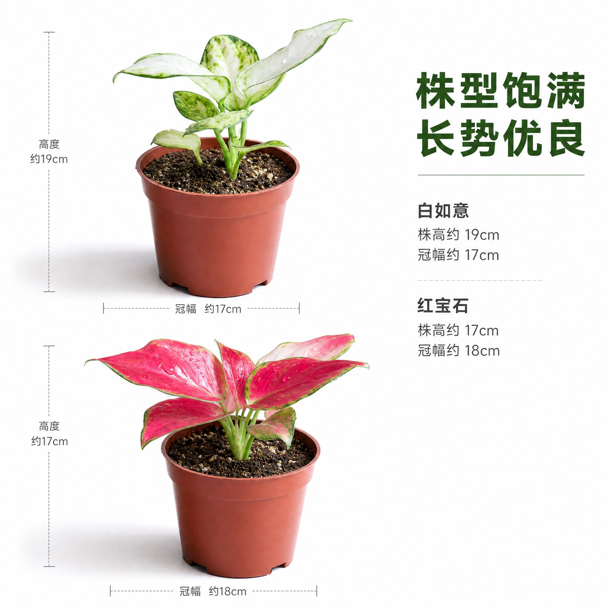 [主图-5] 多角度展示 白如意与红宝石粗肋草侧面视角 白色背… - 图片创意预览