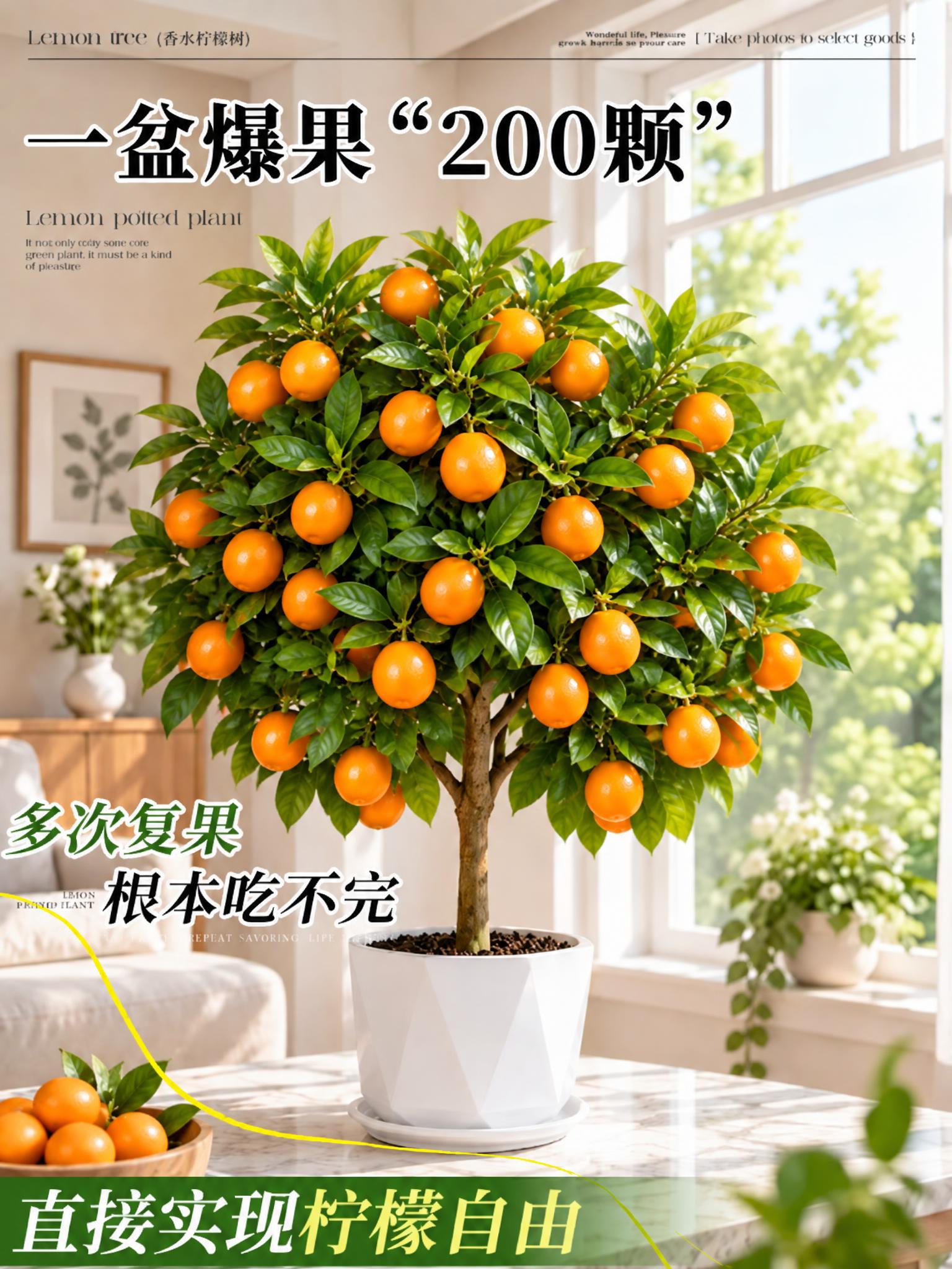 将图中的柠檬盆栽替换为金桔盆栽，金桔果实为橙黄色小圆形金桔，叶… - 图片创意预览