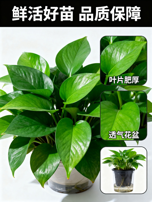 [主图-4] 绿植鲜活品质细节图，主体大图加侧边细节框版式
[氛围风格] 清新质感，凸显品质
[画质] 微距高清摄影，细节清晰，叶片纹理真实可见
[元素] 主图展示一整盆饱满健康的大型绿植，叶片翠绿肥预览效果