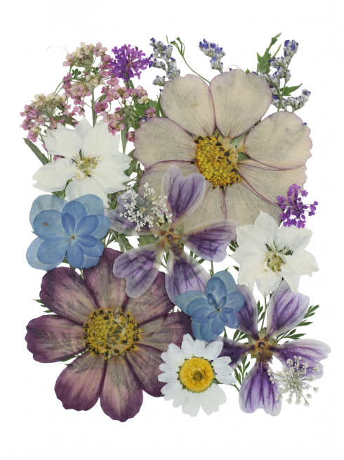 将图片外围灰色背景替换为纯白色，保留压花干花本身不变，只抠出花材保留纯白背景预览效果