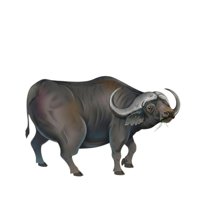 抠出中间这头水牛预览效果