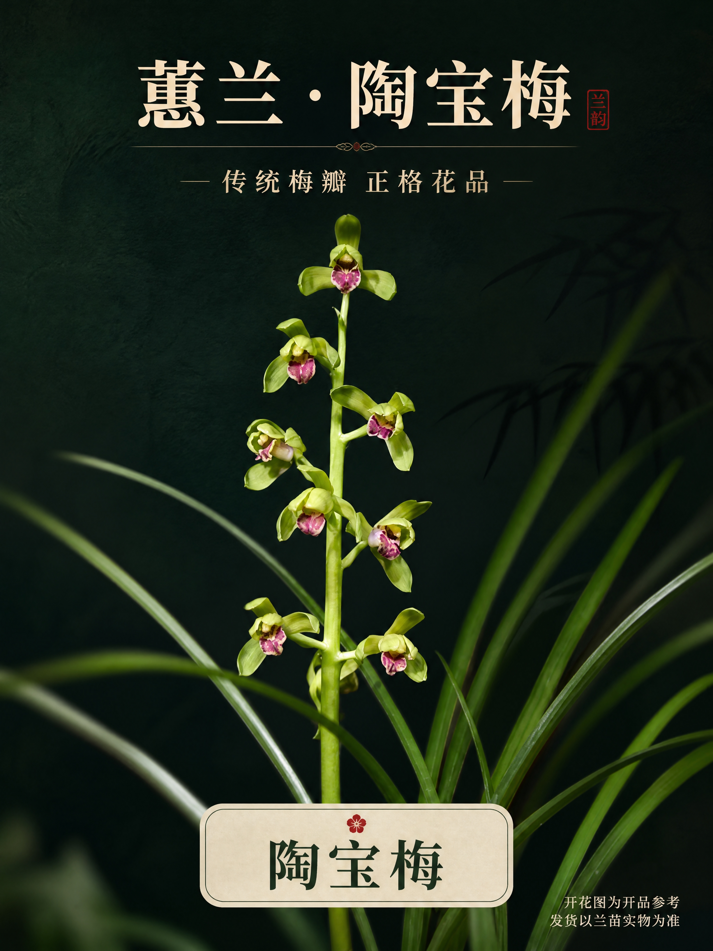[商品] 使用【图1】蕙兰陶宝梅开花图作为品种开品参考；保留花… - 图片创意预览