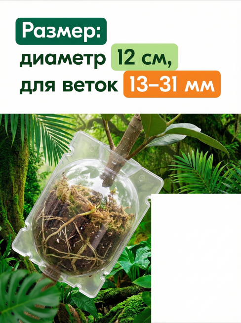 ozon商品场景图，产品为透明塑料植物生根繁殖盒，使用上下分框构图，上框放产品尺寸标注，下框放产品实拍，标注俄文产品参数：'Размер: диаметр 12 см, для веток 13-31预览效果