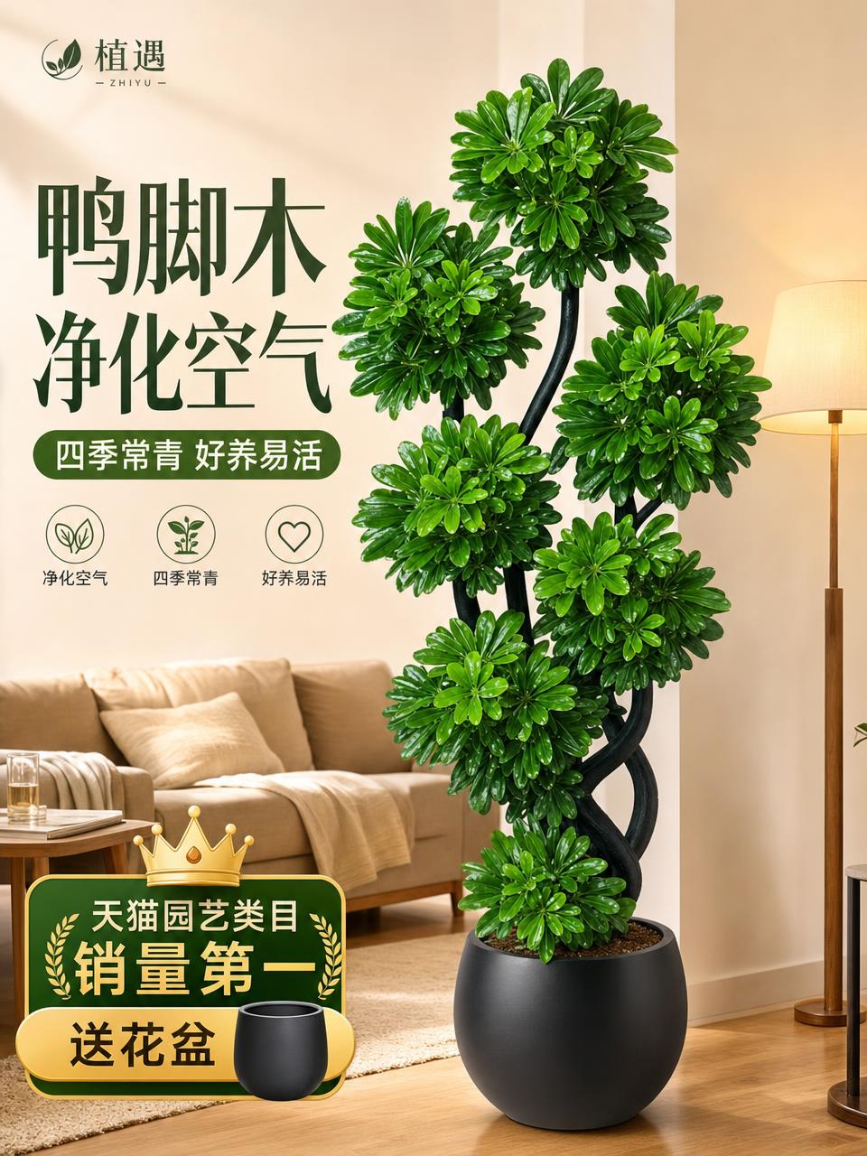 淘宝天猫电商主图，3:4竖版，画面主体是一盆大型造型鸭脚木绿植… - 图片创意预览