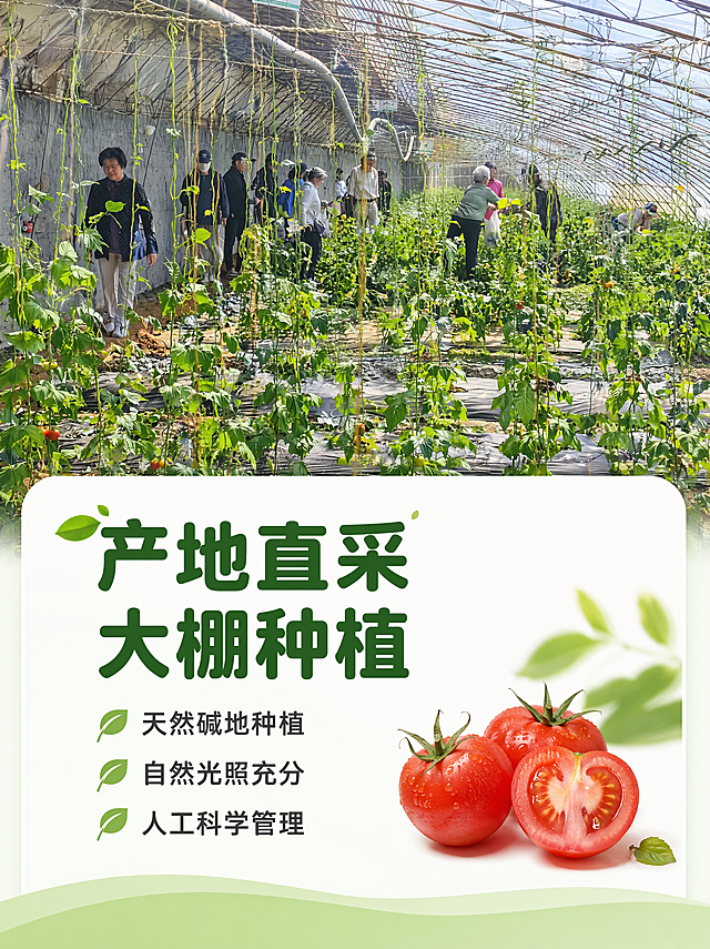 [第2屏] 产地环境展示-温室大棚种植基地实景。本屏使用【图7】作为基地实景参考。
[氛围/风格] 原生态真实种植风，日光温室通透感，自然明亮，展现新鲜产地环境。
[元素布局] 画面上半部分展示温室大棚内部全景，成片西红柿藤蔓爬架生长，参观者在过道行走，展现基地真实种植规模；下半部分用浅色卡片承载文案信息，整体构图上实景下文字，不遮挡主体场景。保持大棚结构、种植密度和整体环境和参考图一致。
[光影质感] 自然日光从大棚顶部射入，整体光线明亮通透，空气通透感强，展现真实生机勃勃的种植环境。
[配色色系] 全局底色：#F2F9F0（浅草绿）；主体配色：#228B22（叶片绿）+#F5DEB3（土地色）+#E97451（果实点缀红）；辅助色：#FFFFFF（卡片白）+#2C5F2D（深绿文字）。
[视角构图] 平视稍仰视视角，展示大棚整体延伸感，景深足够，突出规模化种植。
[文字版式] 左上大标题「产地直采 大棚种植」，深绿色粗体圆角字；下方三行卖点文案：「天然碱地种植 自然光照充分 人工科学管理」，每行搭配小绿叶图标，深灰色文字左对齐；底部保持浅绿渐变装饰条。字形字色字效沿用首屏设定：圆角黑体，双色，纯色填充。
[比例分辨率] 3:4 竖版比例，4K分辨率，文字清晰可辨，超高清。
[负向提示词] 场景扭曲，人物变形，文字错乱，水印，过度后期，颜色饱和度异常。