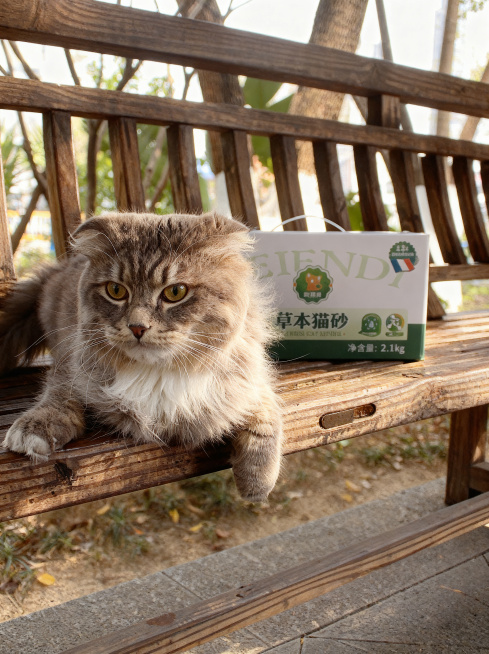 优化图片，让猫咪毛发、猫砂包装盒和木椅子的材质、质感、光影和整体视觉传达更加自然真实，保留原图构图和所有主体内容，提升清晰度和细节质感，让整体更加自然舒适预览效果