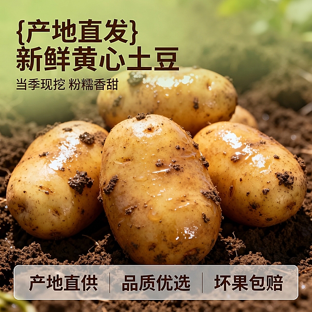[主图 1] 新鲜现挖黄心土豆电商主图首图，自然田间产地场景
[氛围风格] 新鲜原生态，自然农家氛围，健康生鲜质感
[画质] 商业摄影质感、光线柔和通透、产品清晰真实、画面干净高级
[元素] 多颗带泥土的新鲜黄皮土豆摆放在疏松肥沃的黑土地上，表皮湿润带有自然水珠，泥土颗粒感清晰。保持土豆原始外观、结构、颜色与输入图完全一致，无变形无色差。商品主体占画面 70%，满版无边框构图，背景虚化带出少许绿色农田，层次分明。
[光影] 自然暖阳光从侧面照射，水珠光泽通透，泥土纹理清晰，整体影调柔和自然，暗部有层次
[配色] 自然大地色系：土豆暖黄色、泥土深褐色，背景浅绿色，清新自然
[视角构图] 平视焦点构图，主体完整清晰，景深适中
[文字版式] 左上留白区域左对齐排列：主标题 “{产地直发} 新鲜黄心土豆” 深褐色粗体大字；副标题 “当季现挖 粉糯香甜” 小号字同色系。底部浅透明蒙层三列展示：产地直供 品质优选 坏果包赔，文字清晰不遮挡主体
[比例分辨率] 1:1 比例，2k 分辨率，文字清晰，超高清
[负向提示词] 变形，水印，文字错乱，产品模糊，背景杂乱，遮挡主体，违规信息