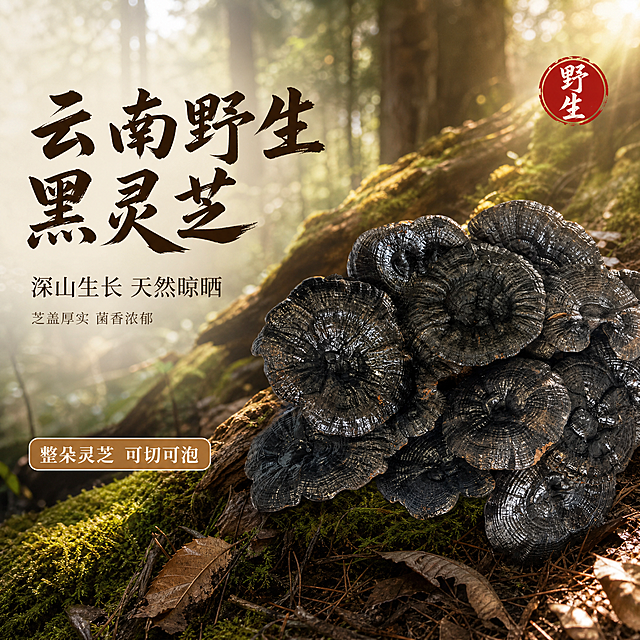 [主图-1] 云南野生黑灵芝首图 整朵灵芝展示食欲与天然感。
[氛围风格] 自然质朴国风 深山野生滋补食材氛围 商业摄影质感。
[画质] 超高清商业摄影 光线柔和通透 产品清晰真实 画面干净高级 细节锐利。
[元素] 画面右侧主体为多朵完整黑灵芝堆叠摆放 芝盖乌黑亮泽纹理清晰 保持黑灵芝外观物理结构材质质感颜色与输入产品图完全一致 杜绝任何变形和色差 精细化处理。背景为云南深山原始森林环境 虚化的古木树干与苔藓 透过林间的柔和自然光 地面散落少量枯叶与松针 营造野生生长环境氛围。左侧留出负空间用于文案。商品主体占比约65%。画面满屏无边框。
[光影] 自然暖阳侧逆光从右上方向照射 灵芝边缘形成透亮轮廓光 芝盖表面有自然高光与纹理阴影 林间有丁达尔光效 整体暖调 光影层次丰富 暗部有细节 无死黑。
[配色] 主色调深棕木色与墨绿色（森林背景） 辅助色暖金色（光线） 强调色朱红色（印章点缀）。
[视角构图] 平视略微俯视角度 灵芝主体在右半部分 左侧留负空间 景深中等 背景虚化突出主体。
[文字版式] 左侧负空间左对齐排版 留安全边距。主标题大字"云南野生黑灵芝" 粗笔刷书法字体 深棕色 最大号。副标题"深山生长 天然晾晒" 细宋体 字号约为主标题一半 同色系稍浅。主标题下方小字"芝盖厚实 菌香浓郁" 更小字号。右上角圆形朱红印章样式 内写"野生"二字 白色字体。底部左侧小标签"整朵灵芝 可切可泡" 圆角矩形浅棕底白字。
[输出要求] 1:1比例 文字清晰锐利 超高清商业摄影质感。
[负向提示词] 变形 文字错乱 产品图模糊 背景杂乱 水印 电商平台Logo 产地直发字样。