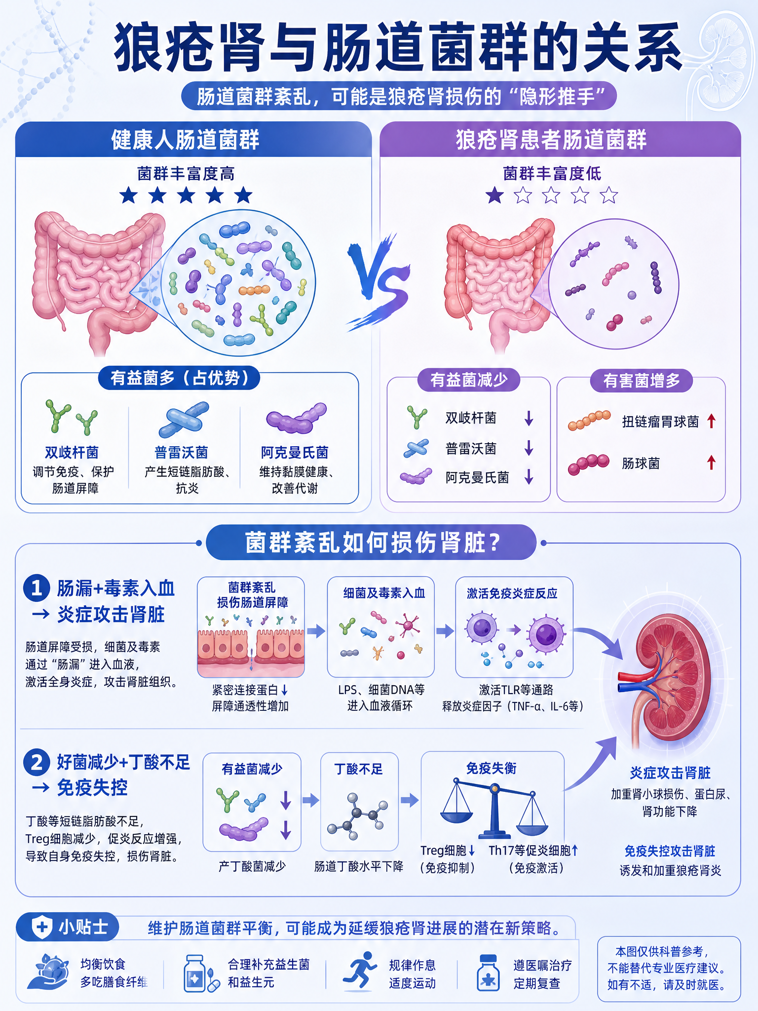 一张医学科普信息图，竖版3:4比例，主题是狼疮肾与肠道菌群的关… - 图片创意预览