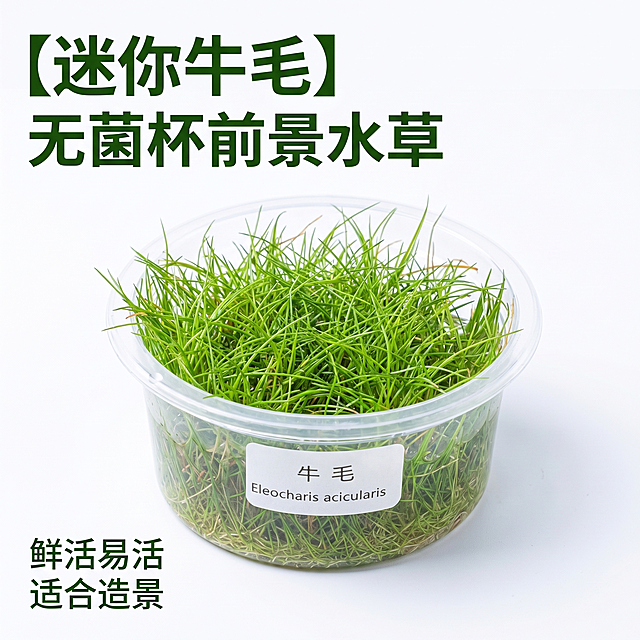 [主图 1] 迷你牛毛无菌杯水草首图。
[氛围风格] 干净清爽真实商品风格
[画质] 商业摄影质感、光线柔和通透、产品清晰真实、画面干净高级。
[元素] 保持迷你牛毛水草无菌杯产品外观、物理结构、材质质感、嫩绿色泽与输入产品图绝对一致，杜绝任何变形和色差，精细化处理。商品主体居中摆放，占比严格控制在65%左右，纯白色背景，画面干净无杂物，满屏无边框。
[光影] 主光正面均匀打亮，突出水草鲜绿质感，辅光补充暗部细节，阴影柔和不生硬，整体通透干净。
[配色] 纯白色背景，主体嫩绿色水草，清新自然。
[视角构图] 平视视角，主体居中，景深适中。
[文字版式] 左上角负空间左对齐留安全边距，主标题 "【迷你牛毛】 无菌杯前景水草" 深绿色最大号粗体无衬线字体，对比清晰。左下角标注 "鲜活易活 适合造景" 小号深绿色字体。
[比例分辨率] 1:1 比例，2k 分辨率；文字清晰锐利，画面超高清。
[负向提示词] 变形，水印，文字错乱，产品图模糊，背景杂乱，色差