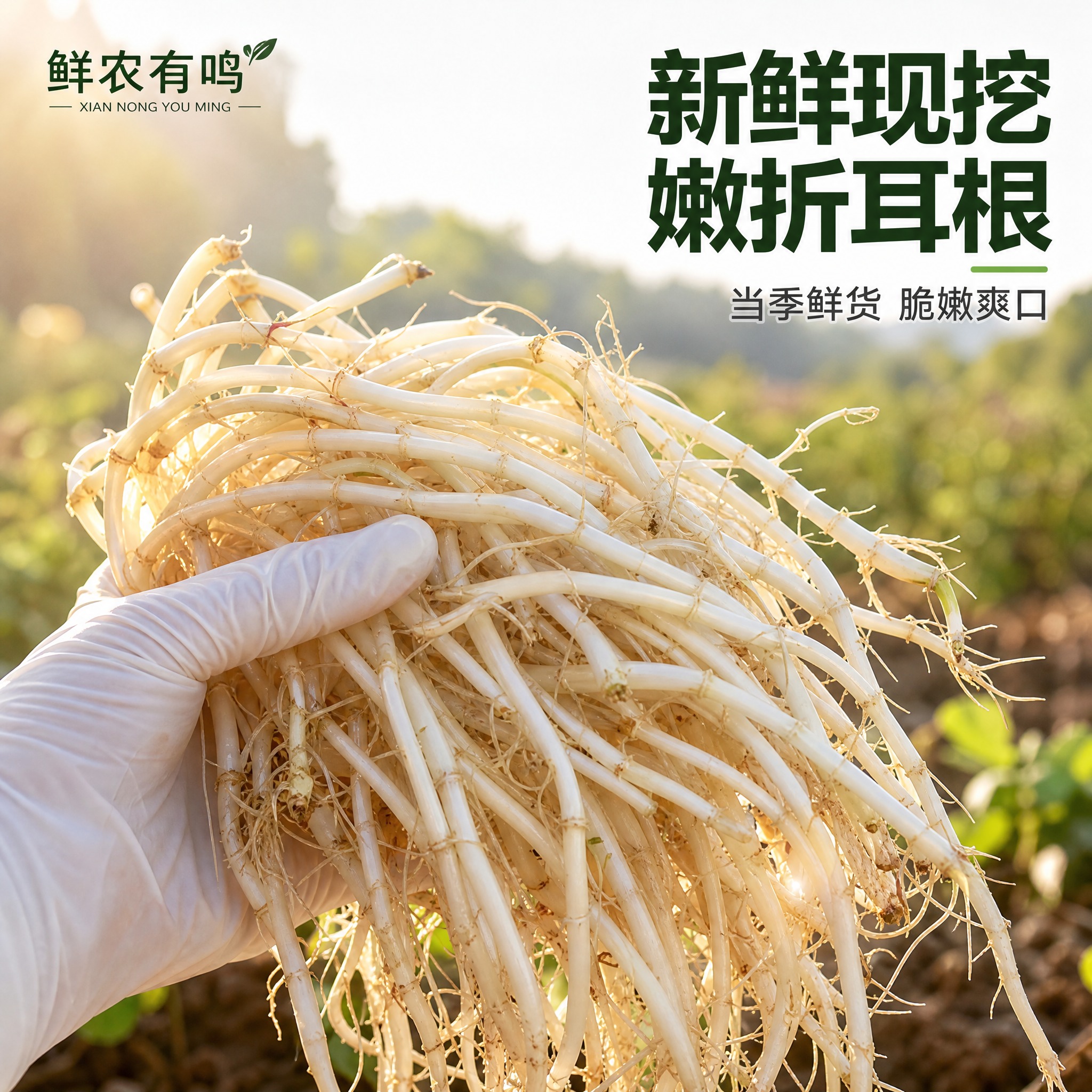 [主图-1] 折耳根 鱼腥草 首图点击率 新鲜嫩根手持展示。… - 图片创意预览