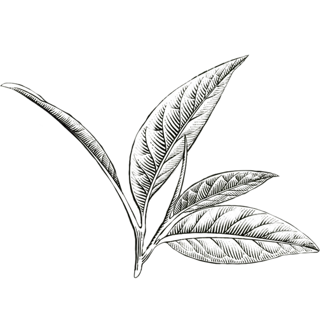 参考原图线稿风格，重新生成茶枝叶图案，将线条颜色修改为黑色，保持白色背景预览效果