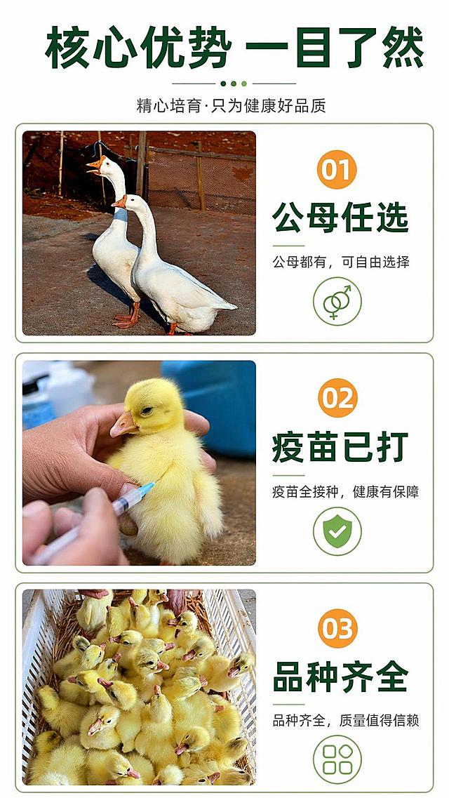 [第2屏] 核心卖点展示页，提炼大种白鹅三大核心优势。本屏使用多图拼接展示卖点。
[氛围/风格] 干净简约信息风，清晰易读，电商详情页标准排版。
[元素布局] 页面分为三个信息模块，从上到下依次排列每个卖点，每个模块搭配对应产品小图和文字说明：第一模块使用【图4】成年白鹅展示公母任选，第二模块展示疫苗全接种健康保障，第三模块使用【图3】展示品种齐全，每个模块占比均匀，文字区域清晰不重叠。
[光影质感] 均匀柔光，每个模块明暗一致，文字清晰不发虚。
[配色色系] 全局底色 #FFFFFF，主色墨绿色标题，辅助色浅绿模块底框，橙黄色卖点标签。
[视角构图] 纵向排版，从上到下阅读，每个模块左右分栏，左图右文，信息层级分明。
[文字版式] 顶部大标题「核心优势 一目了然」，每个模块主标题分别为「公母任选」「疫苗已打」「品种齐全」，每个卖点配1行补充说明，标题加粗，正文清晰，图标点缀每个卖点，不遮挡产品图片。
[比例分辨率] 9:16 竖版比例，4K分辨率，文字清晰可辨，高清画质。
[负向提示词] 布局混乱，文字错乱，图片变形，颜色偏差，水印，文字过小。
