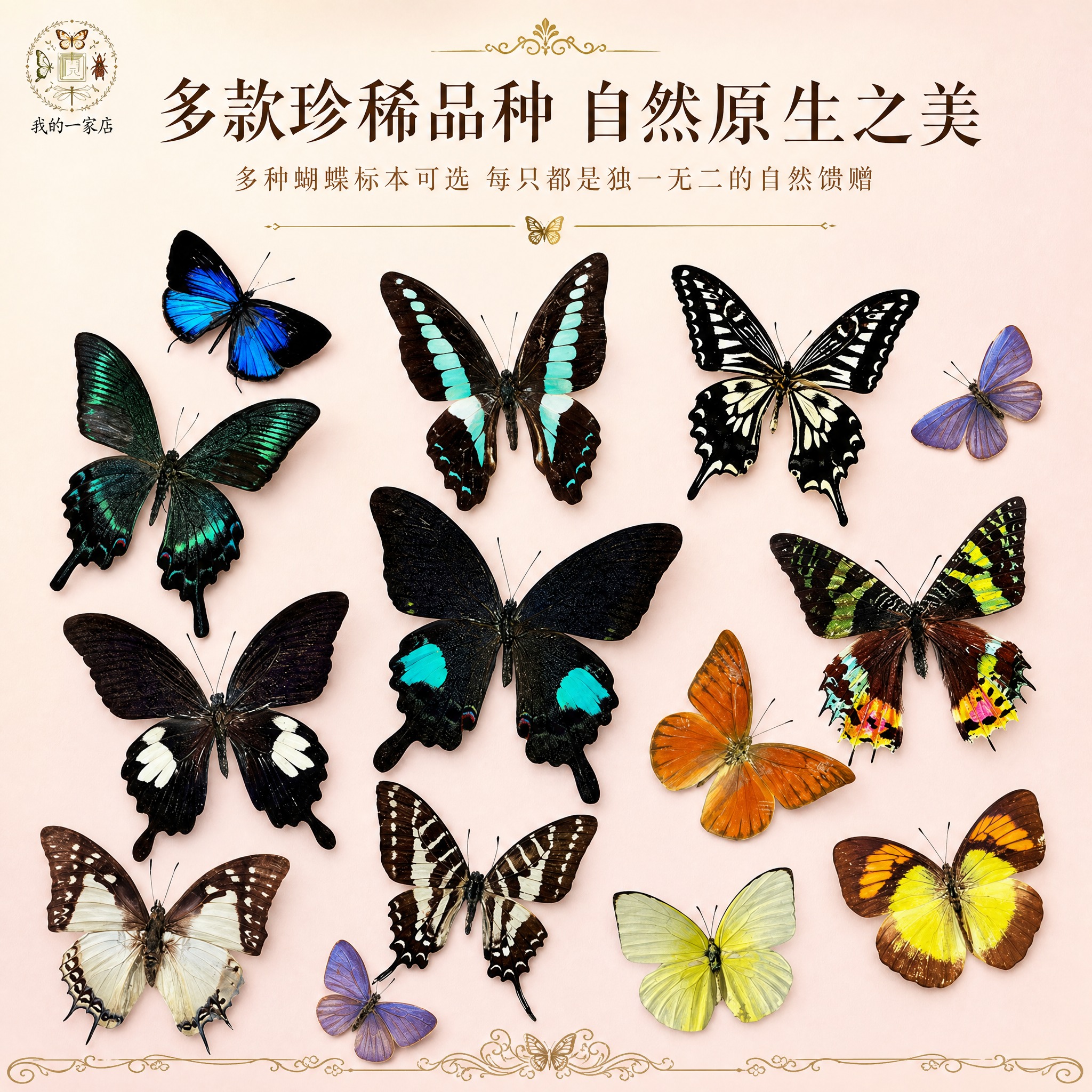 [主图-3] 蝴蝶标本多款式展示图，展示丰富的品种选择，突出品… - 图片创意预览