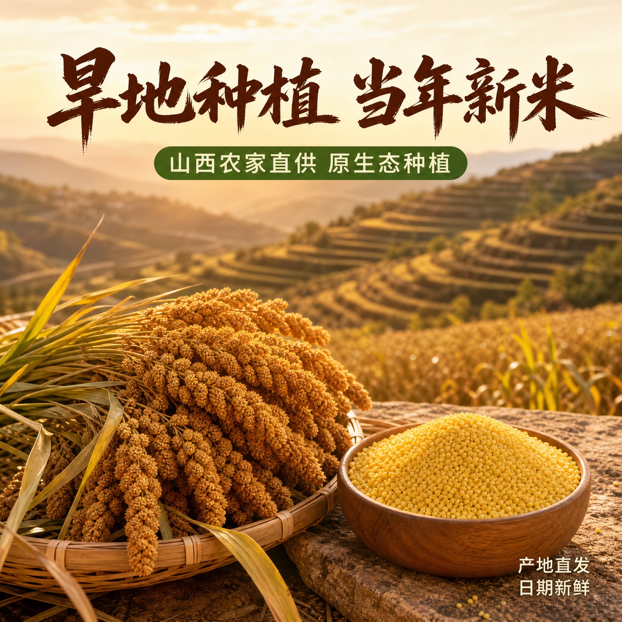 [主图-2 黄小米产地图] 旱地梯田种植 农家产地溯源 山西小… - 图片创意预览
