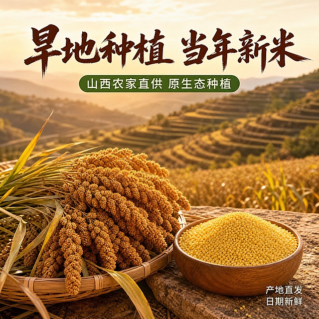 [主图-2 黄小米产地图] 旱地梯田种植 农家产地溯源 山西小米
[统一基调] 自然暖阳逆光 商业美食摄影 主标题深褐色粗笔刷书法字 辅助文案深绿黑体 绿色圆角胶囊标签 整体温暖品质感
[画面] 背景为山西黄土高原旱地梯田，层层叠叠的谷子地（小米未脱壳前），金秋时节谷穗金黄沉甸甸，阳光洒在田间。前景放着一簸箕刚收割的谷穗和一碗脱壳后的金黄小米，对比展示从田间到餐桌。背景梯田虚化，突出前景小米。
[光影质感] 户外金秋阳光，暖金色逆光，谷穗有通透感，田间有自然光影层次，整体温暖有产地氛围。
[配色] 背景黄土高原黄褐色+金黄谷穗，小米金黄色，标题深褐色，标签草绿色，自然田园大地色系。
[文字版式] 画面上方主标题「旱地种植 当年新米」粗笔刷书法大字。下方绿色标签「山西农家直供 原生态种植」。右下角小字「产地直发 日期新鲜」。文字放在天空或虚化背景处。
[输出要求] 1:1正方形 2048x2048 2K高清 文字清晰 产地氛围真实 无变形 无错字 无水印 无平台Logo