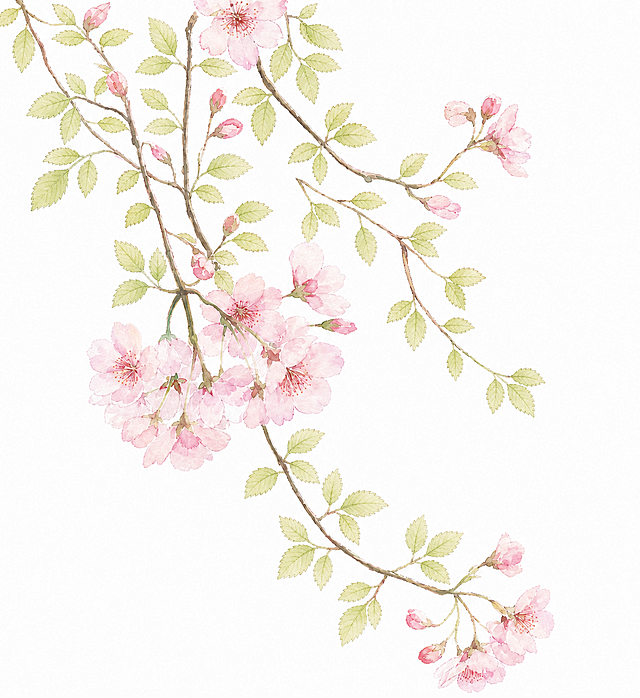 将图中的叶子替换为樱花的叶子，樱花叶片为椭圆形带细锯齿边缘，嫩绿色，保持原有的水彩手绘风格、垂枝构图和粉色樱花花朵不变，白色背景，清新淡雅的水彩质感