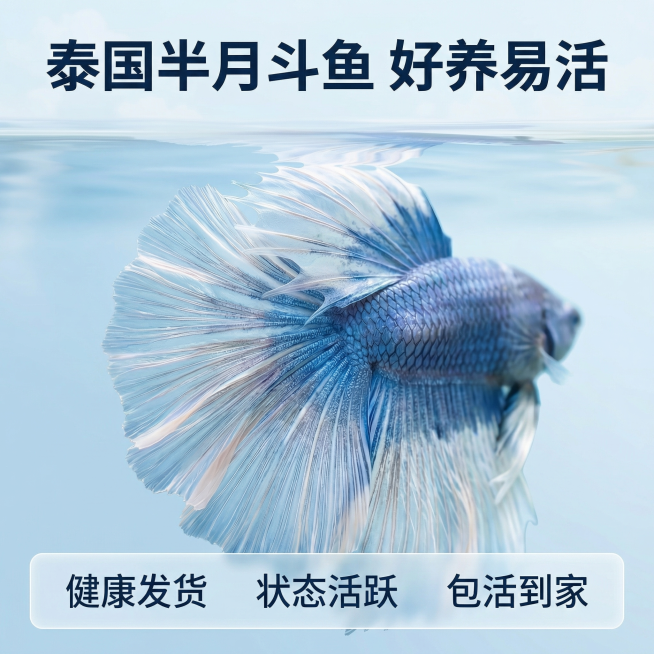 [主图 3] 泰国半月斗鱼服务转化主图
[氛围风格] 直白性价比风格，符合拼多多平台定位
[画面元素] 商业摄影质感、光线柔和通透、产品清晰真实、画面干净高级。主体蓝色半月斗鱼在画面中心偏上位置，完整预览效果