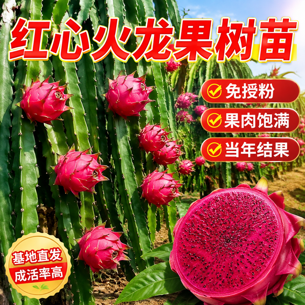 基于参考图生成淘宝天猫1:1电商主图，商品为红心火龙果树苗，保… - 图片创意预览