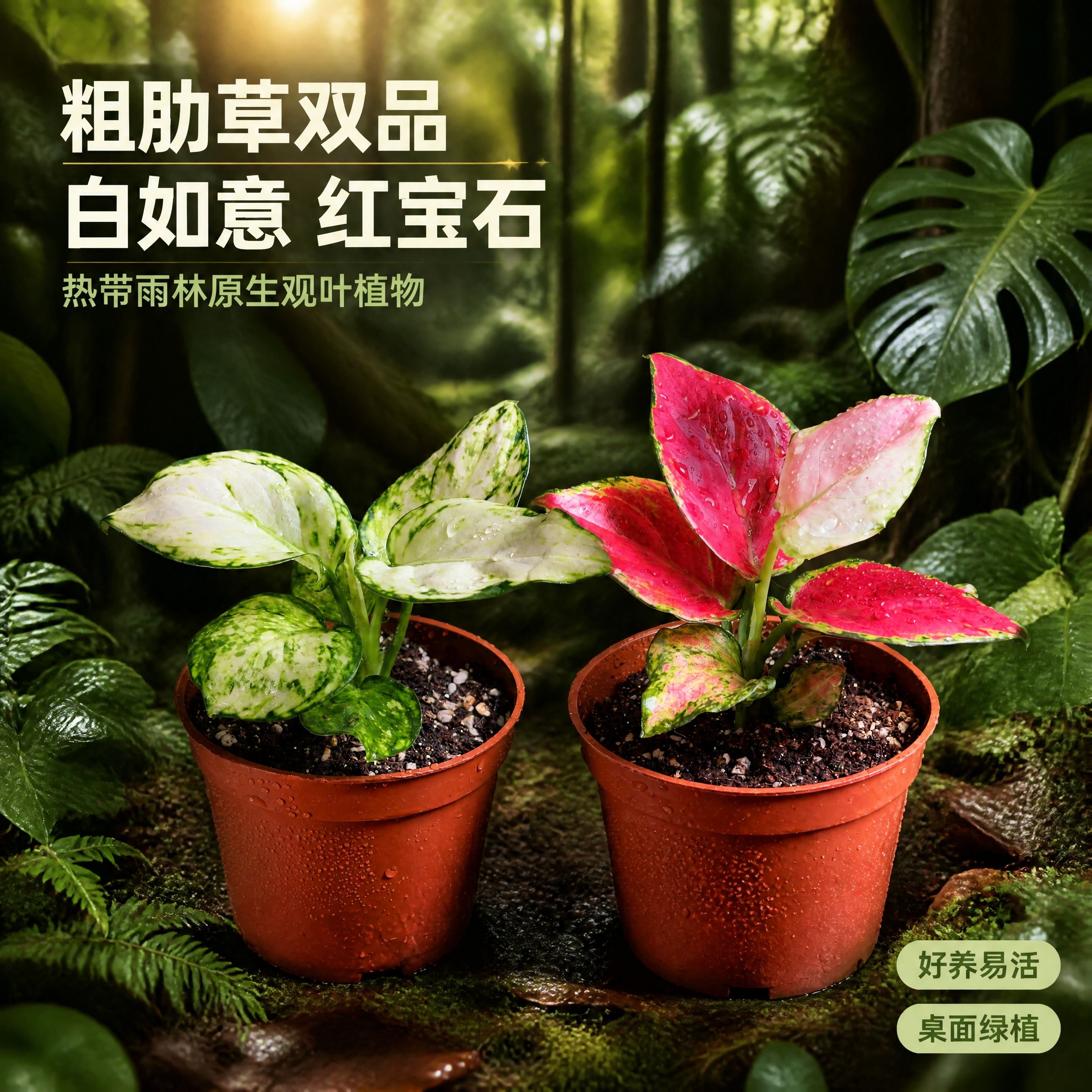 [主图-1] 白如意粗肋草与红宝石粗肋草两款盆栽绿植电商主图，… - 图片创意预览