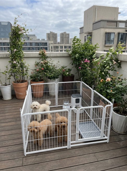 宠物围栏放在顶楼露台，周围摆放用户自家花盆，户外日常使用实拍，手机拍照买家秀，自然风吹环境，真实生活化构图，保持产品结构不变，3:4比例，2K分辨率预览效果