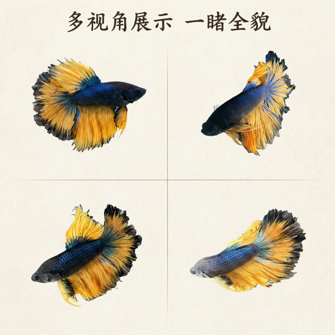 [主图 4] 多视角全景拼图展示
[氛围风格] 中式简约，真实展示，干净统一
[画面元素] 商业摄影质感、光线柔和通透、产品清晰真实、画面干净高级。四格拼图展示斗鱼四个不同游动角度，每张小图都保留完整预览效果