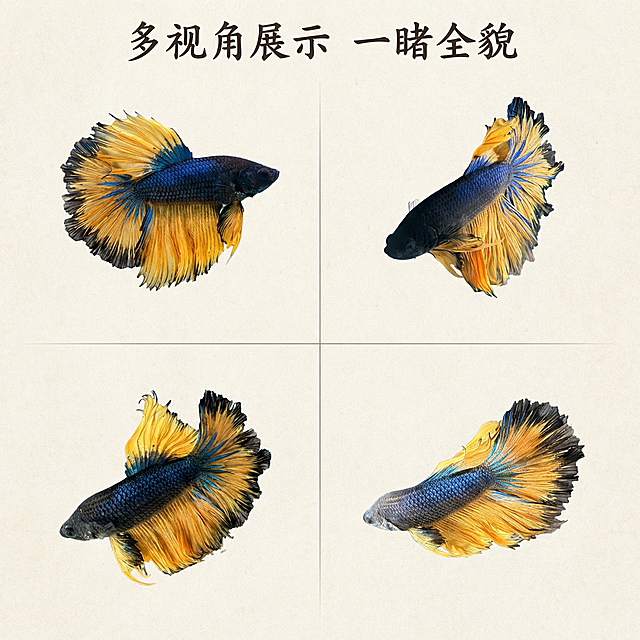 [主图 4] 多视角全景拼图展示
[氛围风格] 中式简约，真实展示，干净统一
[画面元素] 商业摄影质感、光线柔和通透、产品清晰真实、画面干净高级。四格拼图展示斗鱼四个不同游动角度，每张小图都保留完整斗鱼形态，光影风格保持统一，宣纸浅色底纹背景，整体协调不杂乱，无边框设计。
[配色色系] 浅米底衬托斗鱼艳丽色彩，保持真实自然的色彩风格。
[视角构图] 均分四宫格拼图，每个视角都完整展示不裁切。
[文字版式] 顶部居中标题 "多视角展示 一睹全貌"，字体大小适中，深色字和浅色背景对比清晰，不遮挡图片内容。
[比例分辨率] 1:1 比例，2k 分辨率；文字清晰可辨，超高清。
[负向提示词]变形，水印，文字错乱，产品图模糊，背景杂乱，光影不统一
