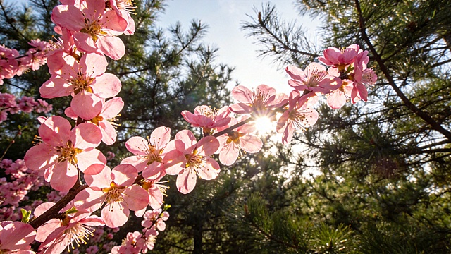 春日暖阳下，青翠的松林间粉色桃花烂漫绽放，暖融融阳光透过枝叶洒落，花瓣沾染柔光，春日山林清新治愈，氛围温柔浪漫