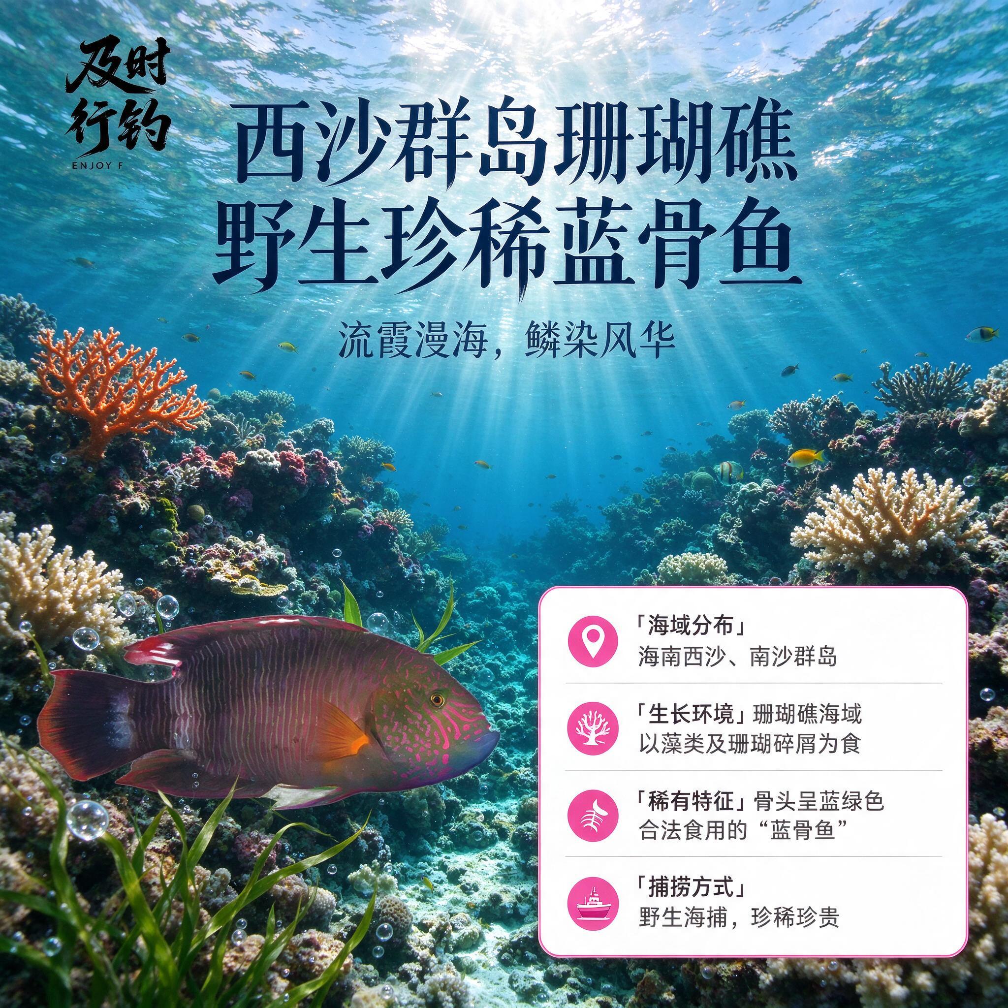 [商品] 使用【图1】野生彩苏眉鱼；保留鱼身深褐带粉红条纹、头… - 图片创意预览