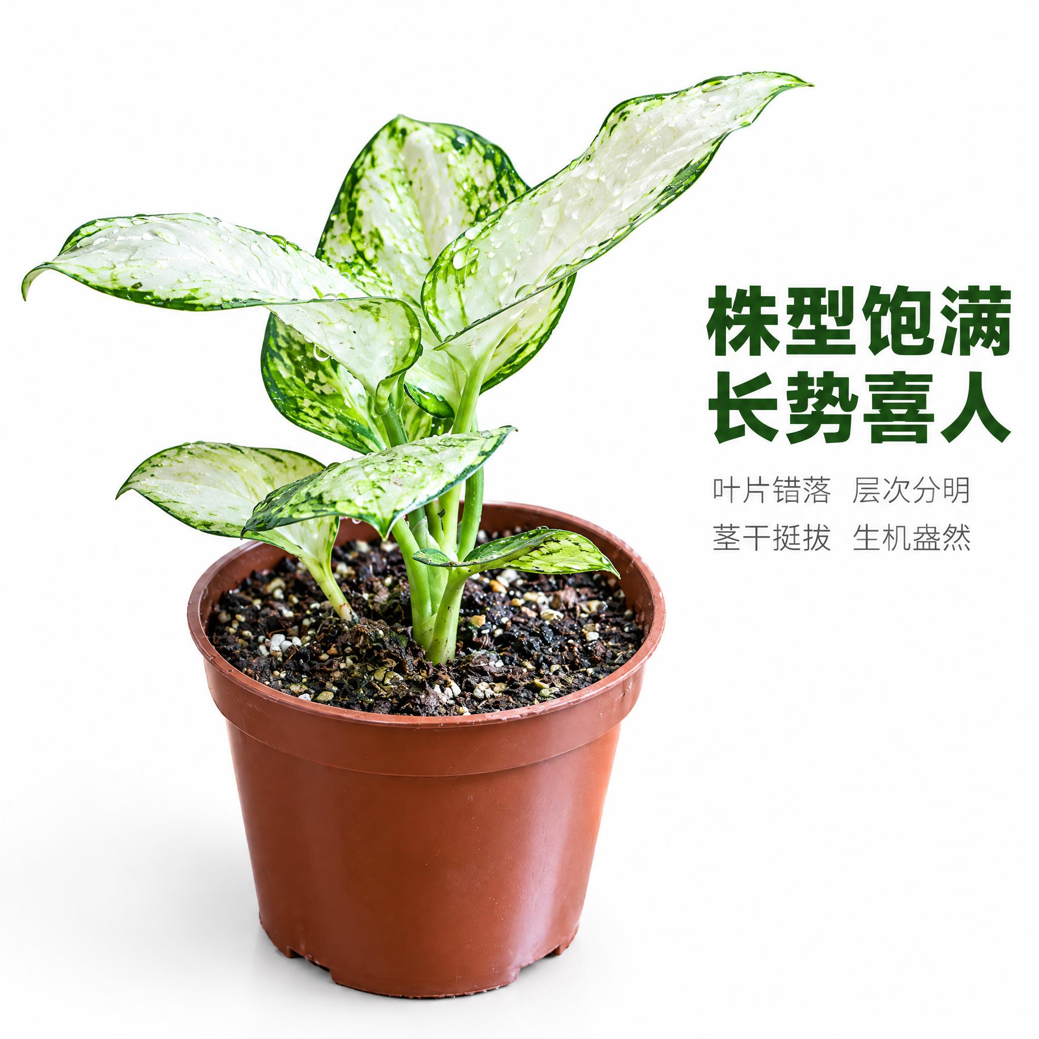 [主图-6] 白如意粗肋草侧面视角，展示株型与生长姿态，纯白背… - 图片创意预览