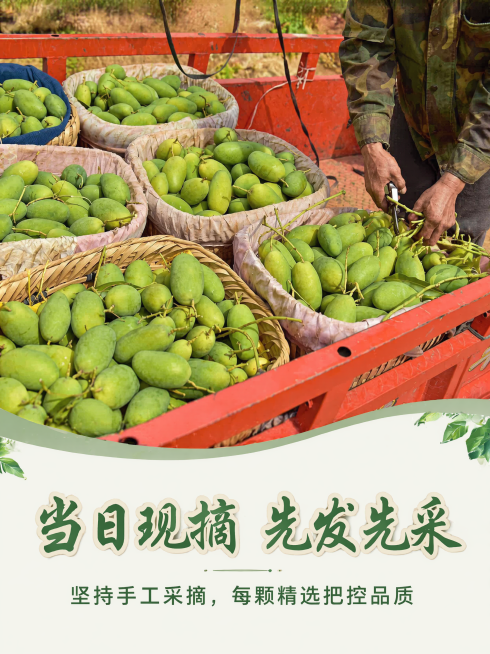 「图片1」「图片1」「图片1」「图片1」「图片1」「图片1」「图片1」「图片1」「图片1」「图片1」攀枝花山地•传奇椰香芒果预览效果