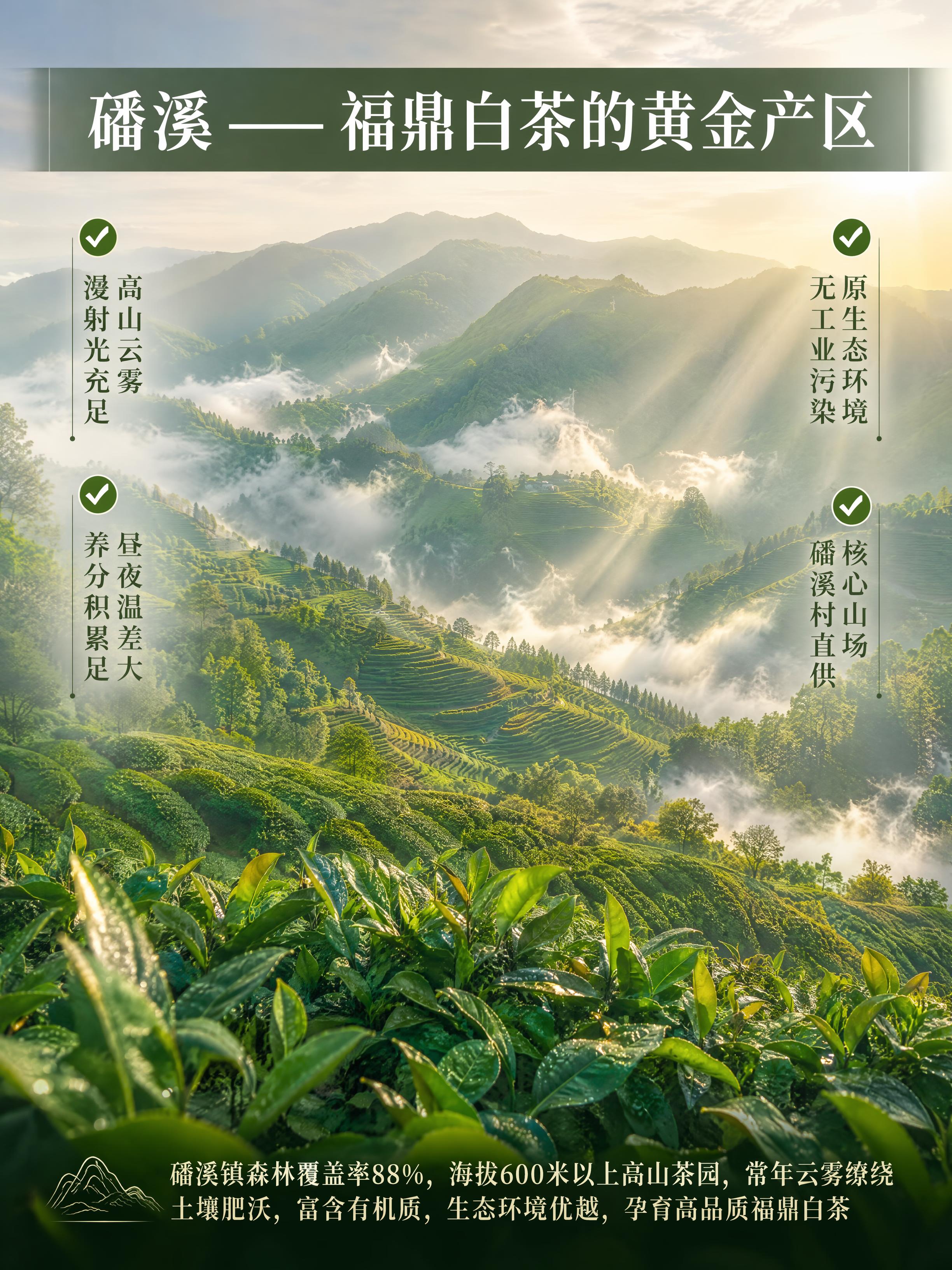 [第3屏] 产地溯源专屏——磻溪高山出好茶。本屏以产地场景为主… - 图片创意预览