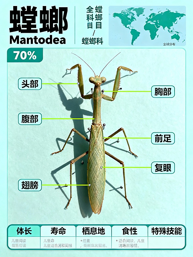 螳螂