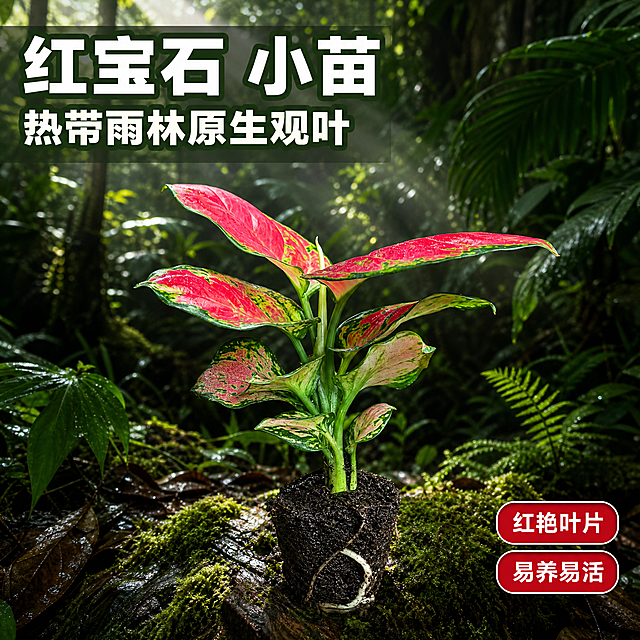 [主图-1] 热带雨林氛围红宝石小苗英雄主图，核心任务是展示产品整体形态与热带雨林原生感，吸引点击。
[统一基调] 热带雨林自然氛围，深绿与艳红撞色主调，商业植物摄影质感，自然柔和散射光，字体用现代无衬线粗体，标题字色为白色配深绿描边或半透明底，辅助字色为浅绿，强调色为宝石红。
[画面] 红宝石小苗带原土球完整植株置于画面中央偏下，主体占比约65%，叶片红艳带绿边清晰可见，株型精致小巧。背景为茂密热带雨林场景：高大的热带阔叶植物、蕨类、藤蔓层层叠叠，有阳光从上方叶隙穿透形成丁达尔光束，地面覆盖湿润苔藓与腐叶，空气中有细微水雾感。产品放置在一块长满青苔的老树根或岩石上，与背景自然融合，不悬浮。视角为45度微俯视，突出叶片层次与红艳色彩。左上角留白处放主标题，右下角放2个轻标签。
[光影质感] 自然雨林散射光，主光从左上方来，叶片表面有自然光泽与通透感，叶边绿色清晰，土球有湿润质感，底部有柔和接触阴影，整体氛围湿润清新。
[配色] 背景以深绿、墨绿、翠绿为主，产品叶片艳红与绿色形成强烈对比，标题白色配半透明深绿底，标签用宝石红底白字。
[文字版式] 左上角主标题大字两行：第一行"红宝石 小苗"，第二行"热带雨林原生观叶"，字体粗厚无衬线，白色字配轻微深绿描边。右下角两个圆角小标签："红艳叶片"、"易养易活"，宝石红底白字。文字不遮挡主体叶片。
[输出要求] 1:1正方形，2048px，产品清晰锐利，叶片纹理清楚，文字清晰可读，背景虚化自然。禁止变形、错字、模糊、杂乱、水印、平台Logo、多余手指、畸形手。