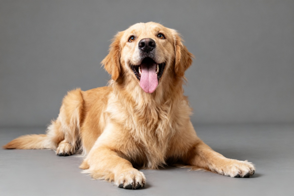 生成金毛犬抬头直视前方非常兴奋表情的趴着的清晰全身图像预览效果