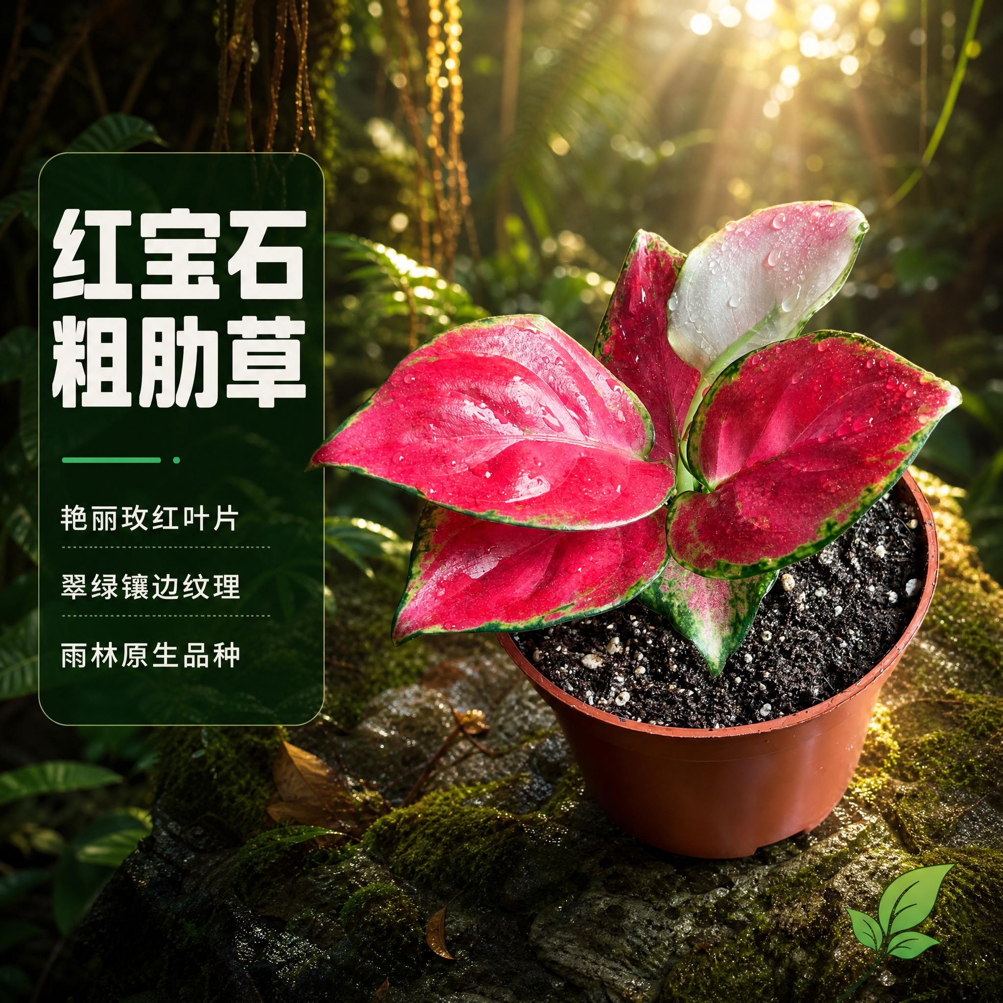 [主图-2] 红宝石粗肋草单品特写，主题：红宝石粗肋草叶片细节… - 图片创意预览