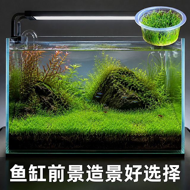 [主图-10] 迷你牛毛水草最终信任收口图。[氛围风格] 自然真实造景成品，种草氛围浓厚。[画质] 商业摄影质感、光线柔和通透、产品清晰真实、画面干净高级。[元素] 完整鱼缸造景成品图，前景整片迷你牛毛草坪翠绿茂密，状态极佳，右上角放置迷你牛毛原产品无菌杯小图，保持产品外观一致，杜绝变形色差。整个鱼缸造景自然美观，生态舒适。商品主体突出，比例合理。[光影] 水族顶灯柔和打亮，水草翠绿透亮，整体光影自然通透。[配色] 整体自然清新，绿色为主，水体清澈透亮。[视角构图] 平视完整鱼缸造景，景深自然，前景草清晰突出。[文字版式] 底部半透明渐变蒙层，大字文案写"鱼缸前景造景好选择"，白色字体清晰不遮挡造景主体。[输出要求] 1:1 比例，文字清晰可辨，超高清商业摄影质感；[负向提示词] 变形，文字错乱，产品图模糊，背景杂乱，水印，电商平台Logo。