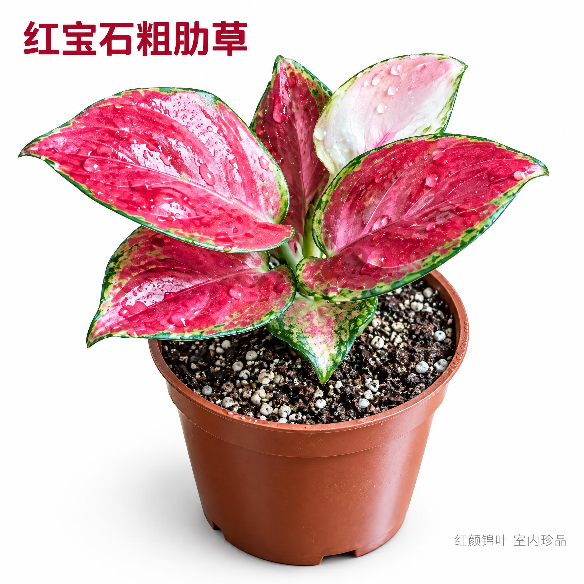 [主图-2] 红宝石粗肋草白底英雄主图，展示红粉锦叶艳丽质感，… - 图片创意预览