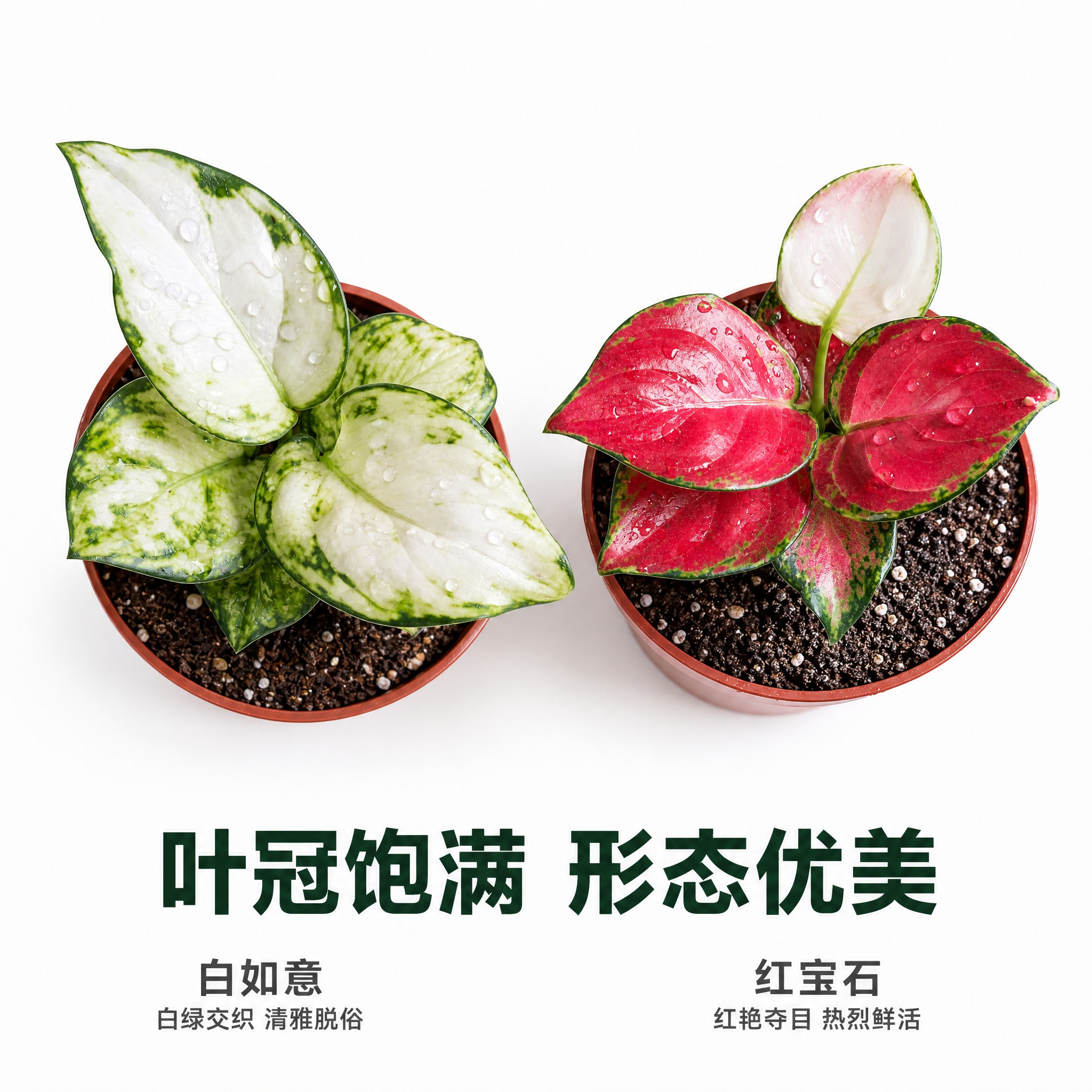 [主图-6] 俯视角度展示 白如意与红宝石粗肋草顶部叶冠形态… - 图片创意预览