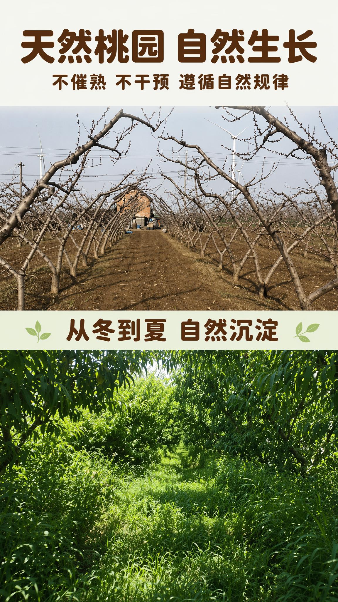 [第2屏] 天然桃园自然生长。统一字体为深棕色圆角粗体，保持和… - 图片创意预览