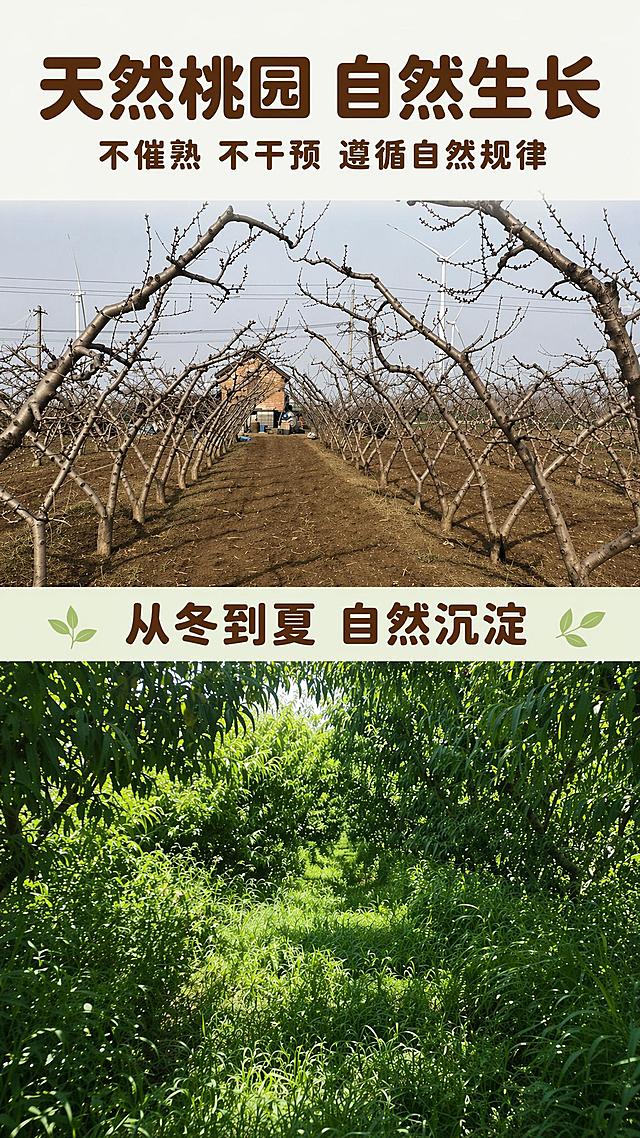 [第2屏] 天然桃园自然生长。统一字体为深棕色圆角粗体，保持和整套详情页一致风格，背景色调整为米白色#F8FAF5，和整体统一。本屏使用【image1】原图不变。
[氛围/风格] 自然真实桃园风光，整体清新干净，符合生态种植调性。
[元素布局] 顶部标题，上下两张桃园实景拼接，中间分隔条，保留原有图片内容不变。
[光影质感] 保留实景自然光影，整体通透清晰。
[配色色系] 全局背景色 #F8FAF5；标题和文字颜色统一为深棕色#5C3C00，分隔条为浅绿色#E8F5DC，和整套详情页配色统一。
[文字版式] 顶部主标题「天然桃园 自然生长」，副标题「不催熟 不干预 遵循自然规律」，中间分隔条写「从冬到夏 自然沉淀」，字体都为深棕色圆角粗体，和整套详情页字体保持一致。
[比例分辨率] 9:16 竖版比例，宽度1080px，高度1920px，4K分辨率，文字清晰可辨，高清画质。
[负向提示词] 图片变形，文字错乱，颜色不统一，字体不一致，背景色差过大。