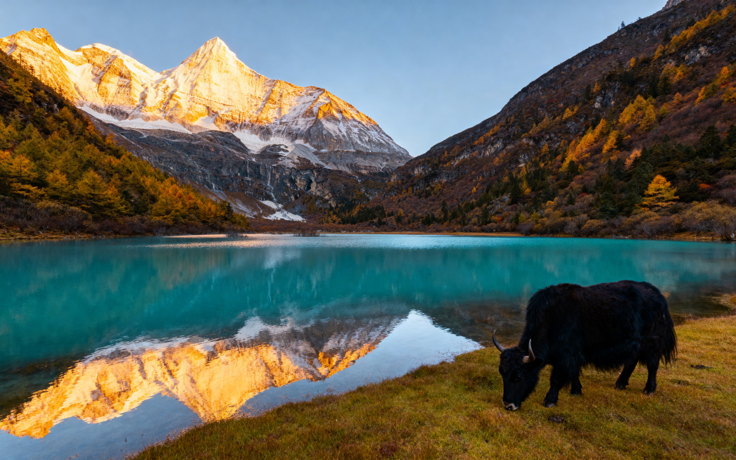 九寨沟日照金山风景高清大图，远处雪山被金色阳光照亮，近处蓝绿色澄澈湖泊，湖边草地上有黑色牦牛低头吃草，湖水清晰倒影雪山，秋日山林色彩绚丽，自然原生态景观，超高清4K画质预览效果