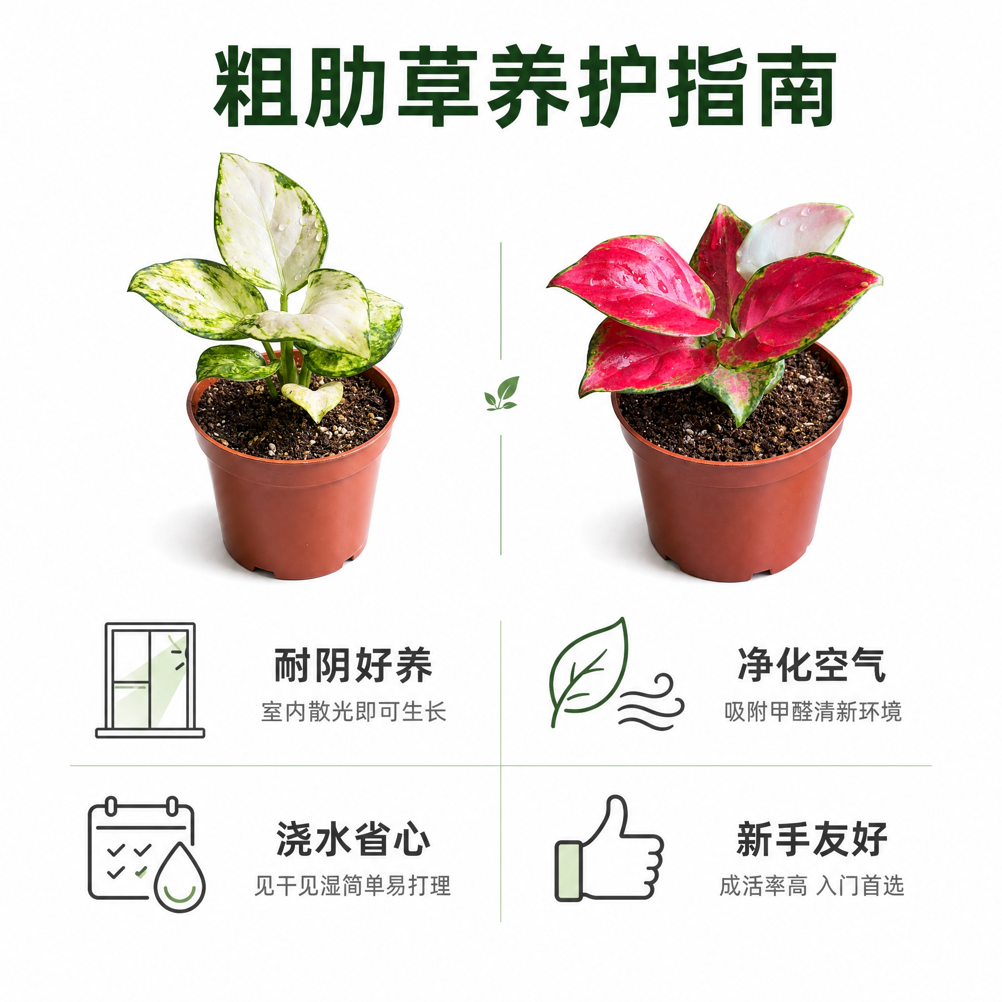 [主图-8] 粗肋草养护卖点信息主图，唯一任务是清晰传达两款粗… - 图片创意预览