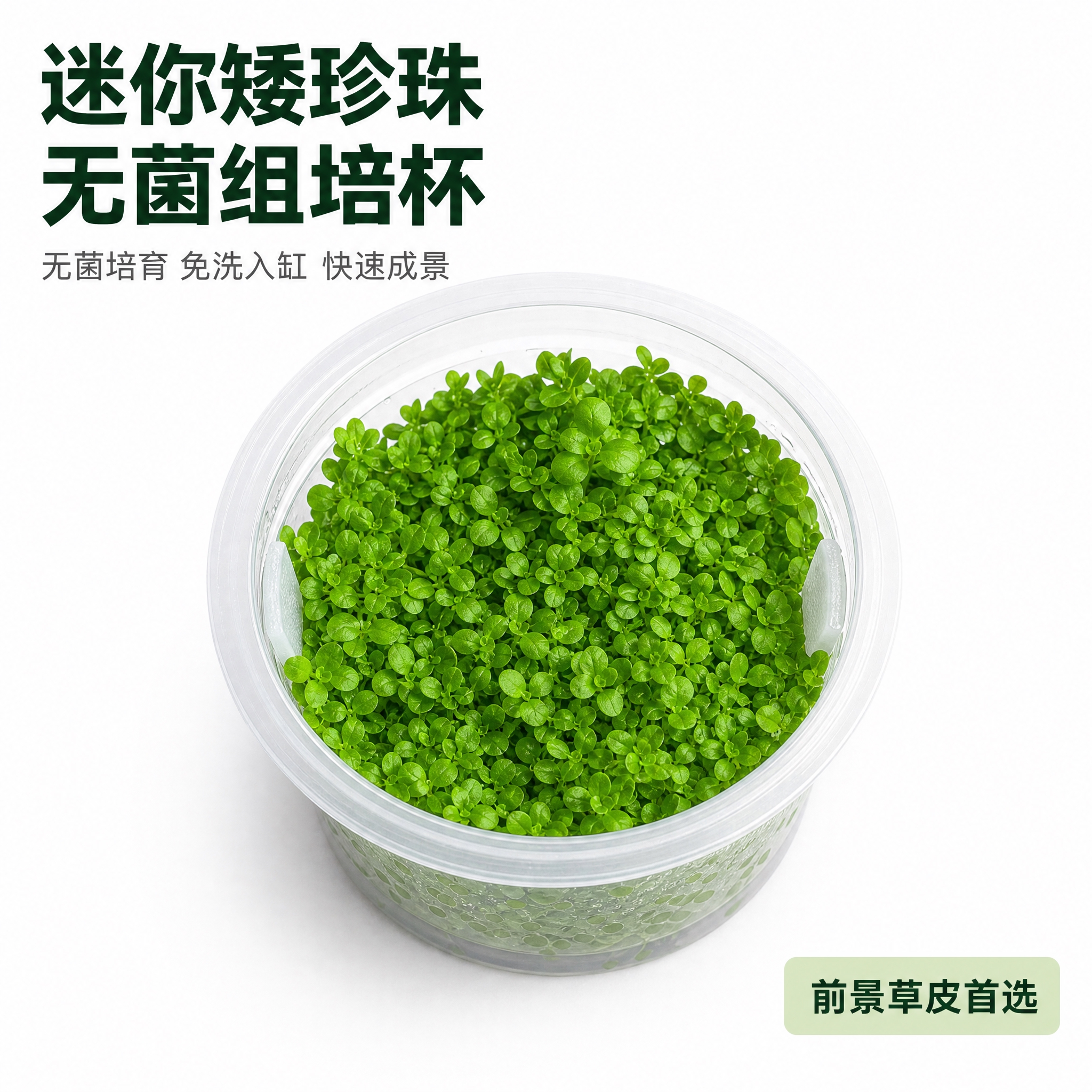 [主图-1] 迷你矮珍珠无菌组培杯产品首图展示，真实还原产品原… - 图片创意预览
